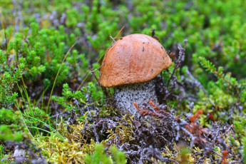 Картинка природа грибы подосиновик