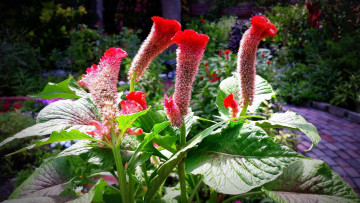 Картинка целозия цветы