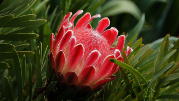 обоя цветы, протея, королевская, макро