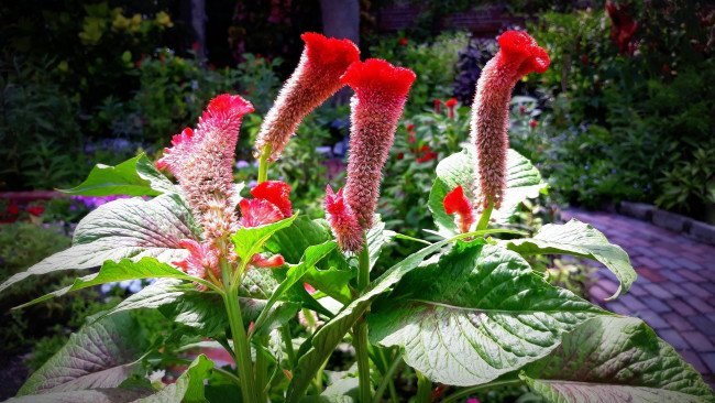 Обои картинки фото целозия, цветы