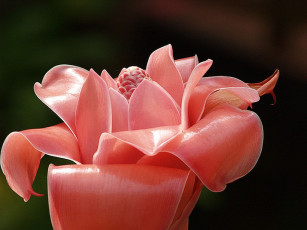 Картинка цветы протея