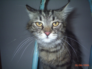 Картинка мой висконт животные коты