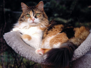 Картинка patches maine coon mix животные коты