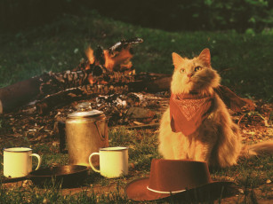 Картинка roughing it domestic long hair buff животные коты