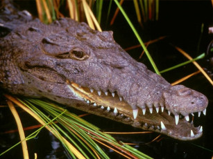 Картинка животные крокодилы