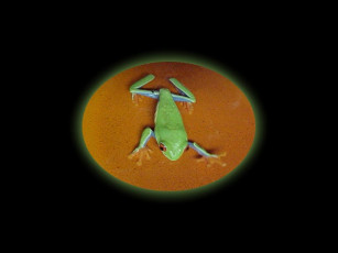 Картинка животные лягушки