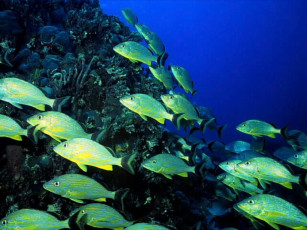 Картинка животные рыбы