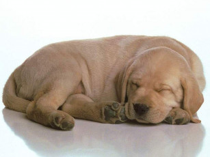 Картинка животные собаки