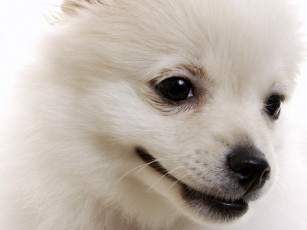 Картинка животные собаки