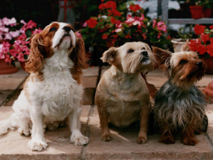 Картинка животные собаки