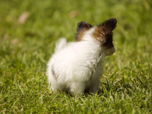 Картинка животные собаки