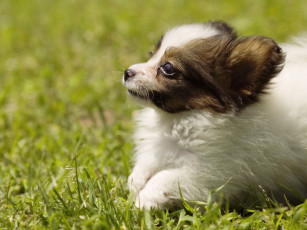 Картинка животные собаки