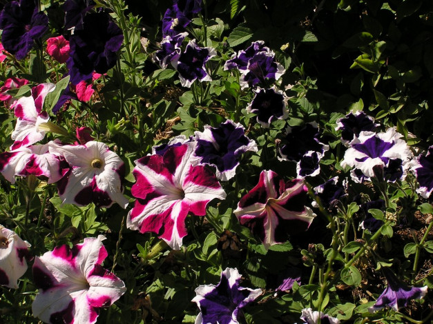 Обои картинки фото цветы, петунии, калибрахоа