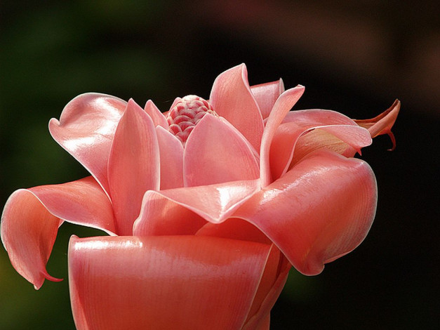 Обои картинки фото цветы, протея