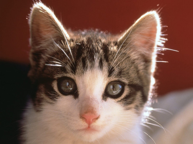 Обои картинки фото pretty, kitty, животные, коты