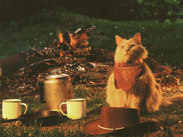 Обои картинки фото roughing, it, domestic, long, hair, buff, животные, коты