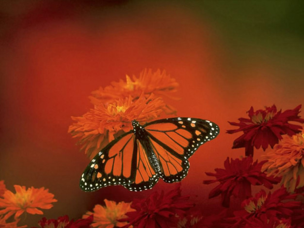 Обои картинки фото животные, бабочки