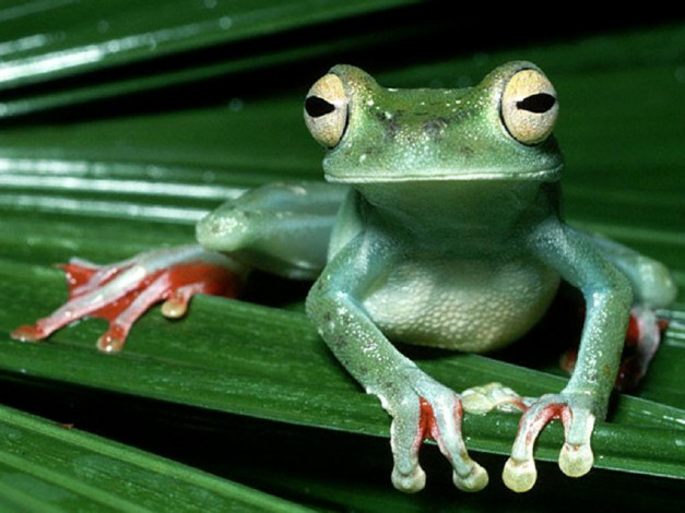Обои картинки фото животные, лягушки