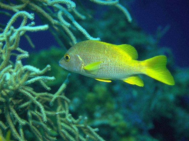 Обои картинки фото животные, рыбы