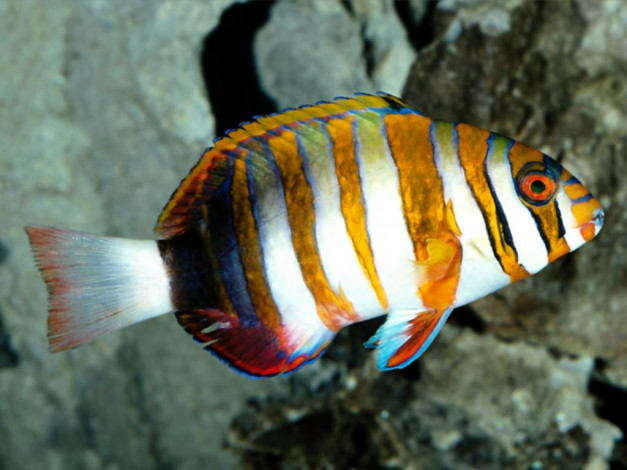 Обои картинки фото животные, рыбы