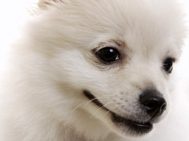 Обои картинки фото животные, собаки