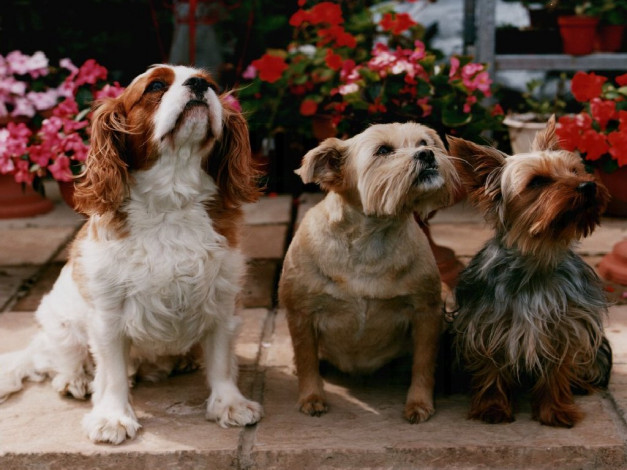 Обои картинки фото животные, собаки