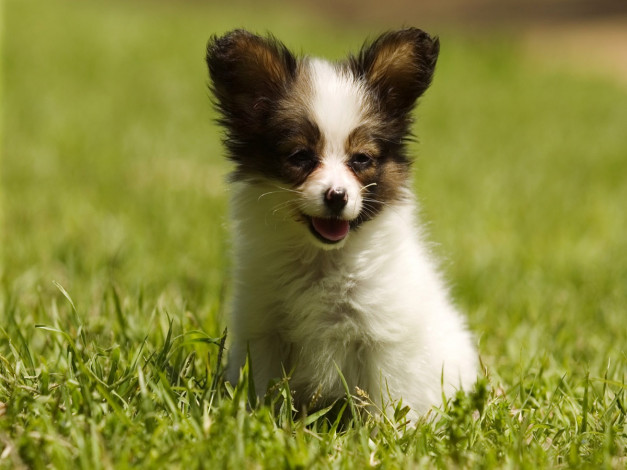 Обои картинки фото животные, собаки