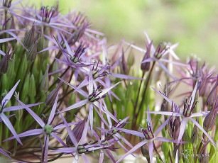 Картинка цветы