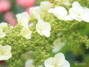 Картинка цветы гортензия