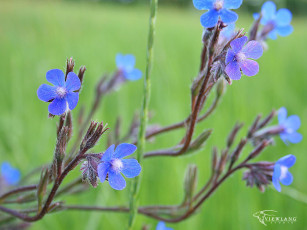 Картинка цветы немофилы вероники