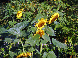 Картинка цветы подсолнухи