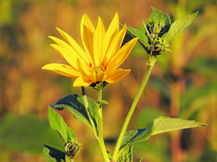 Картинка цветы рудбекия