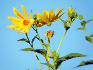 Картинка цветы рудбекия