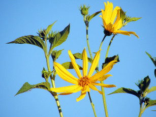 Картинка цветы рудбекия