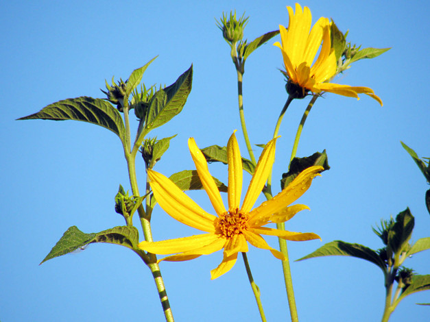 Обои картинки фото цветы, рудбекия