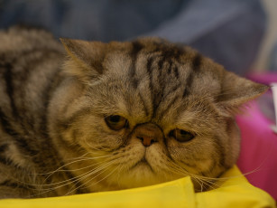 Картинка кот выставки 12 животные коты