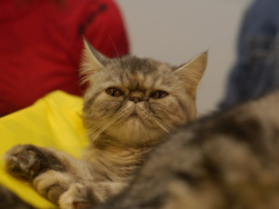 Картинка кот выставки 13 животные коты