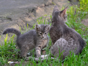 Картинка животные коты