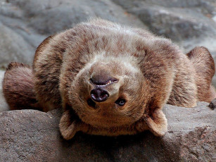 Картинка животные медведи