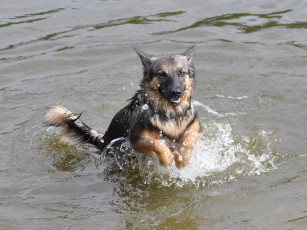 Картинка животные собаки