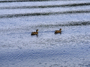 обоя животные, утки