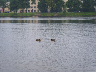 Картинка животные утки