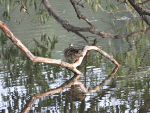 Картинка животные утки