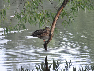 Картинка животные утки