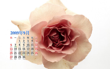 Картинка календари цветы