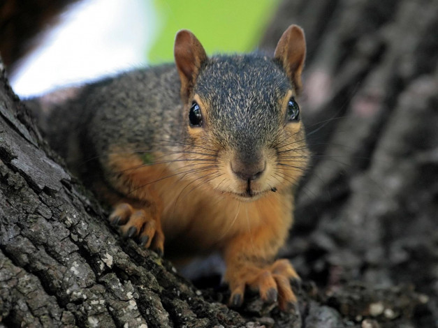 Обои картинки фото животные, белки