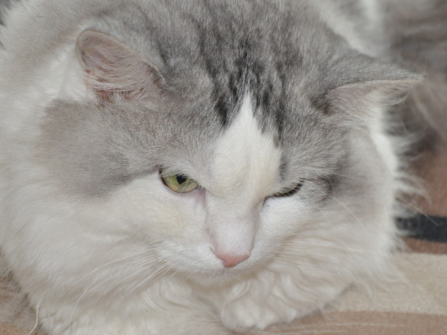 Обои картинки фото животные, коты