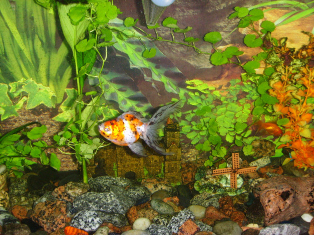 Обои картинки фото животные, рыбы