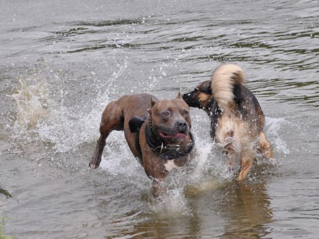 Обои картинки фото животные, собаки