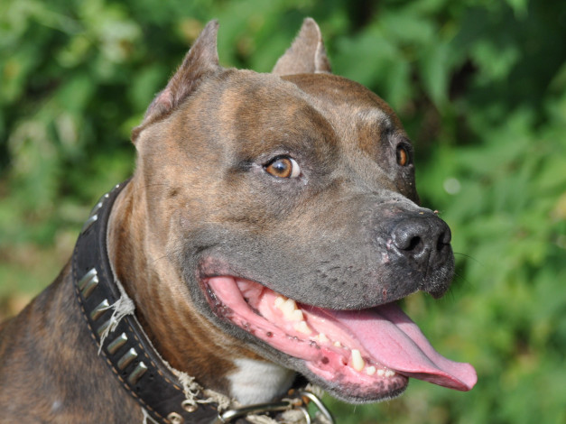 Обои картинки фото животные, собаки